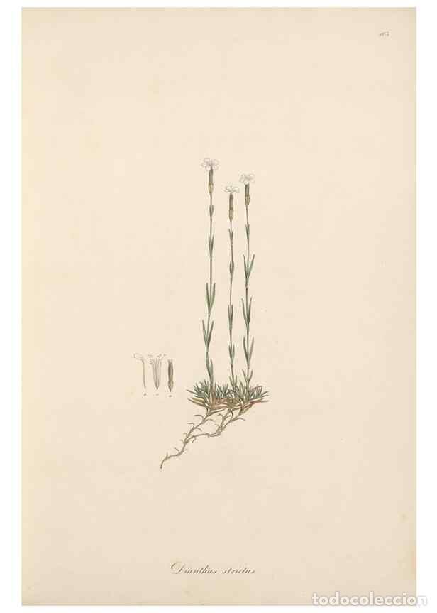 Collectionnisme de Revues et Journaux: Reproducci&oacute;n/Reproduction 49557057173: Flora Graeca, sive, Plantarum rariorum historia, quas in prov