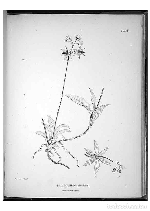 Collectionnisme de Revues et Journaux: Reproducci&oacute;n/Reproduction 49556619347: Nova genera et species plantarum :. Antverpiae :Ex officina C