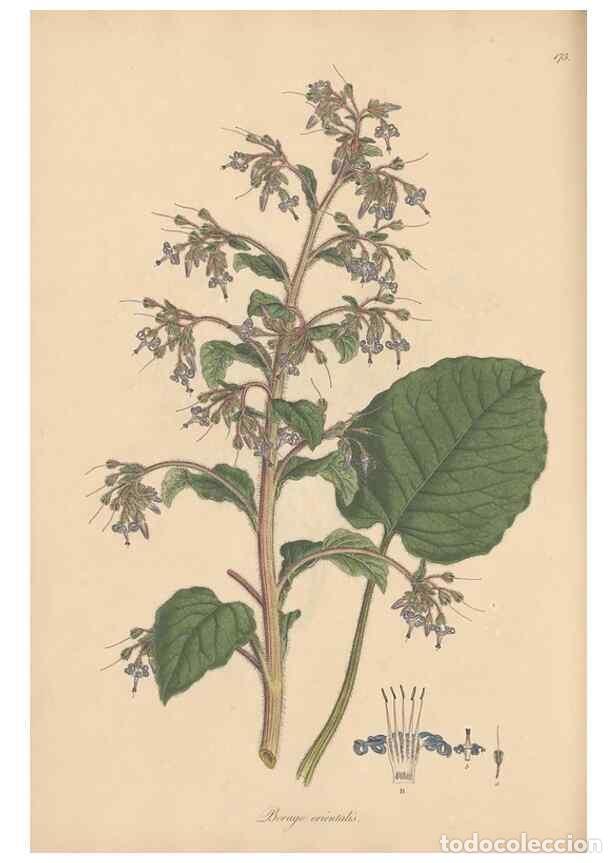 Collectionnisme de Revues et Journaux: Reproducci&oacute;n/Reproduction 49557119767: Flora Graeca, sive, Plantarum rariorum historia, quas in prov