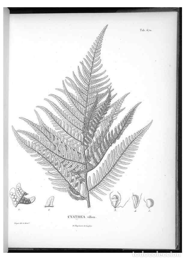 Collectionnisme de Revues et Journaux: Reproducci&oacute;n/Reproduction 49556190873: Nova genera et species plantarum :. Antverpiae :Ex officina C