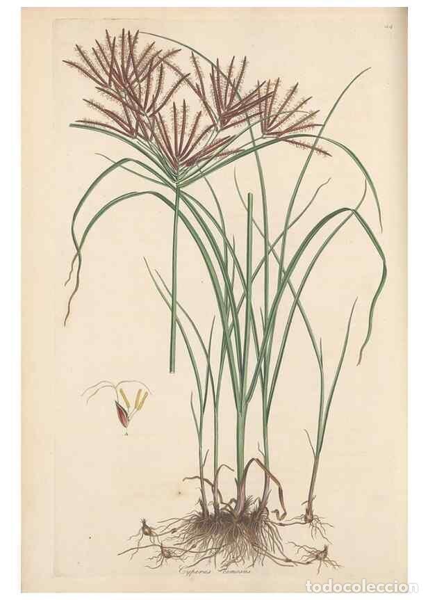 Colecionismo de Revistas e Jornais: Reproducci&oacute;n/Reproduction 49556775281: Flora Graeca, sive, Plantarum rariorum historia, quas in prov