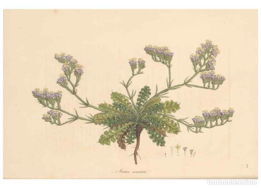 Colecionismo de Revistas e Jornais: Reproducci&oacute;n/Reproduction 49557362366: Flora Graeca, sive, Plantarum rariorum historia, quas in prov