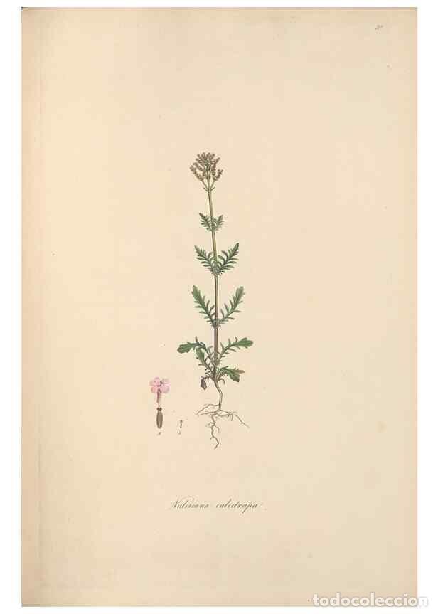 Colecionismo de Revistas e Jornais: Reproducci&oacute;n/Reproduction 49556771411: Flora Graeca, sive, Plantarum rariorum historia, quas in prov