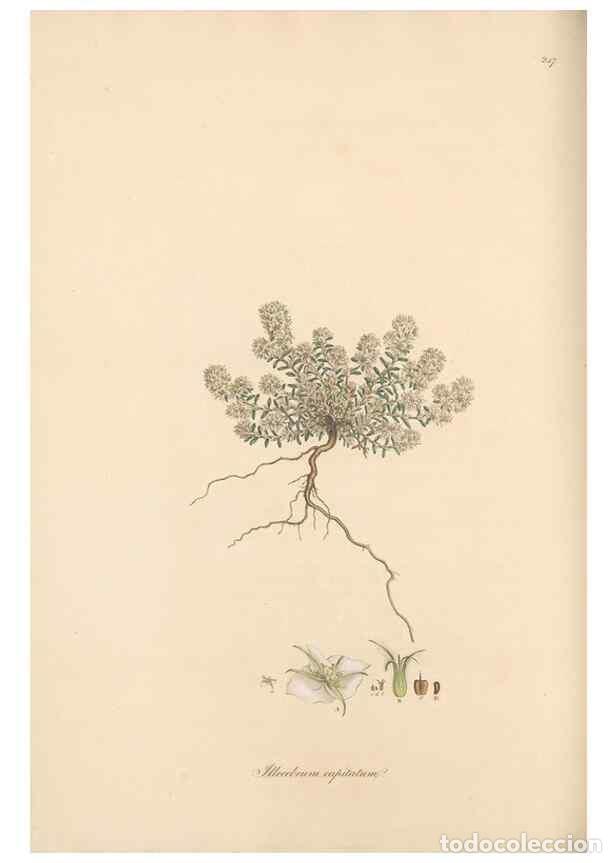 Colecionismo de Revistas e Jornais: Reproducci&oacute;n/Reproduction 49556705993: Flora Graeca, sive, Plantarum rariorum historia, quas in prov