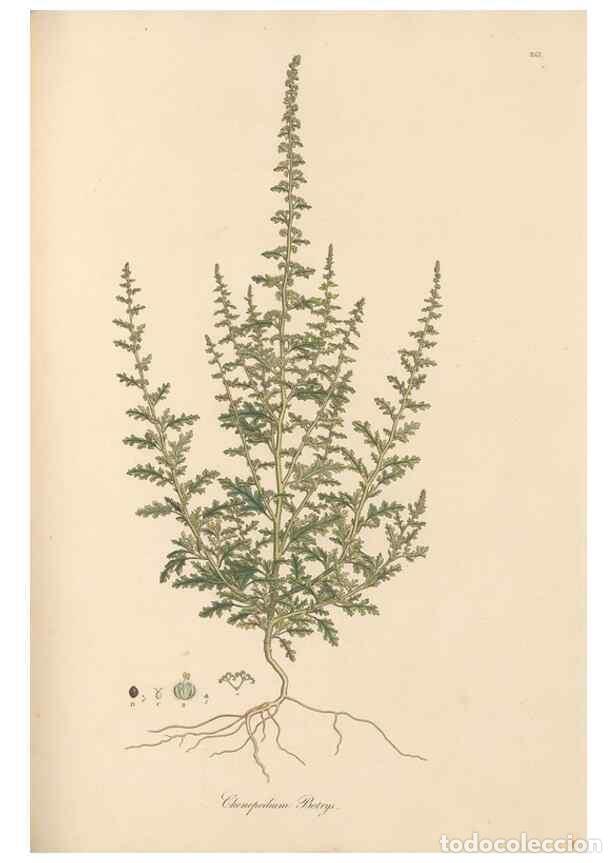 Colecionismo de Revistas e Jornais: Reproducci&oacute;n/Reproduction 49557440377: Flora Graeca, sive, Plantarum rariorum historia, quas in prov