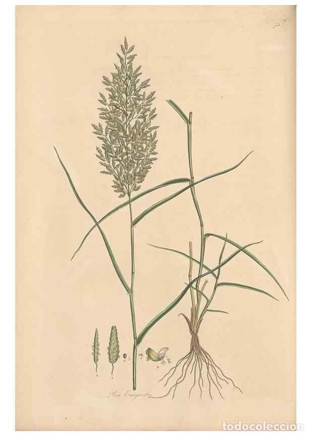 Collectionnisme de Revues et Journaux: Reproducci&oacute;n/Reproduction 49556793901: Flora Graeca, sive, Plantarum rariorum historia, quas in prov