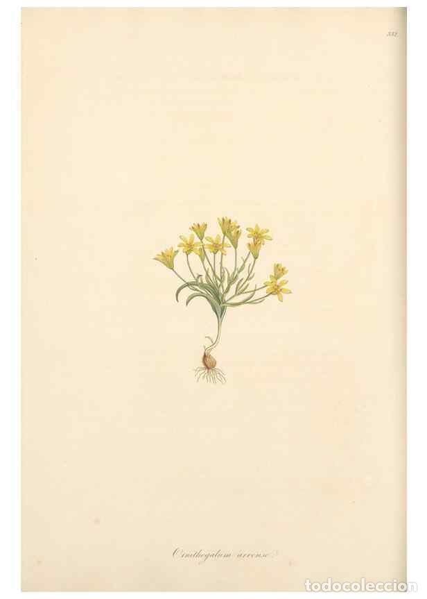 Collectionnisme de Revues et Journaux: Reproducci&oacute;n/Reproduction 49556873593: Flora Graeca, sive, Plantarum rariorum historia, quas in prov