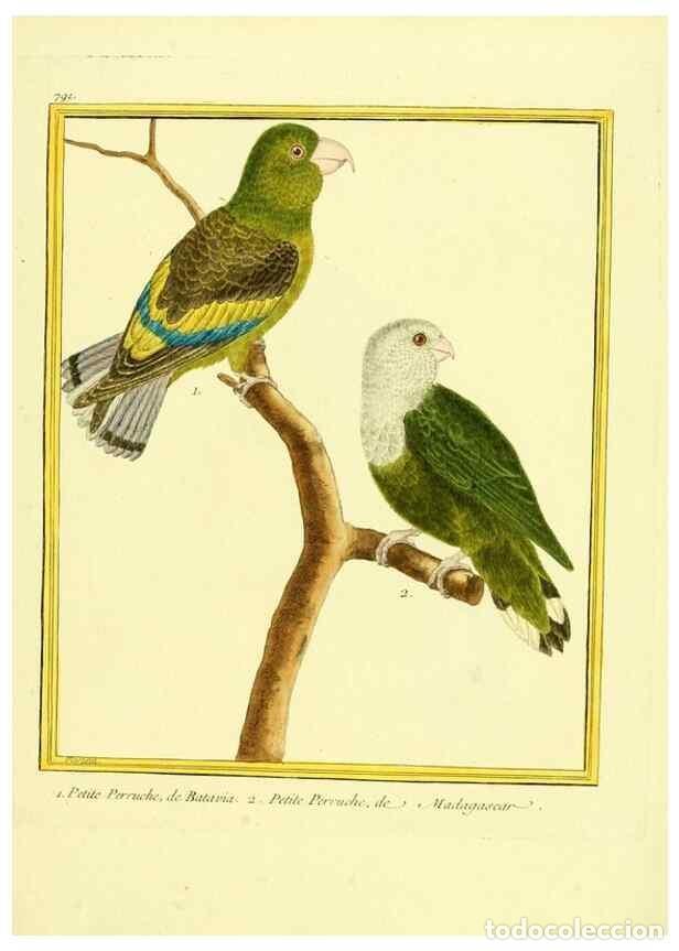 Collectionnisme de Revues et Journaux: Reproducci&oacute;n/Reproduction 49639628143: Planches enlumin&eacute;es d'histoire naturelle. Paris? :s.n.,1765-1