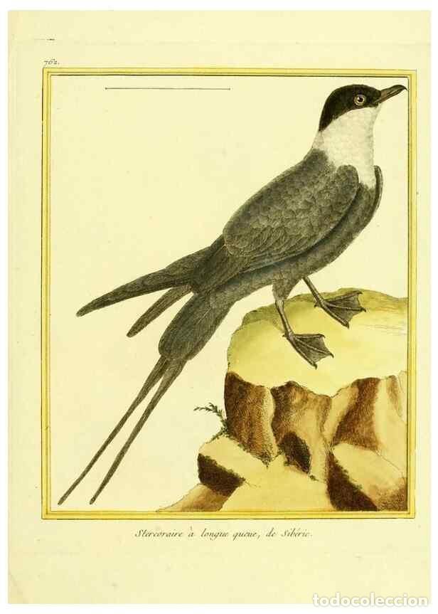 Collectionnisme de Revues et Journaux: Reproducci&oacute;n/Reproduction 49639619668: Planches enlumin&eacute;es d'histoire naturelle. Paris? :s.n.,1765-1