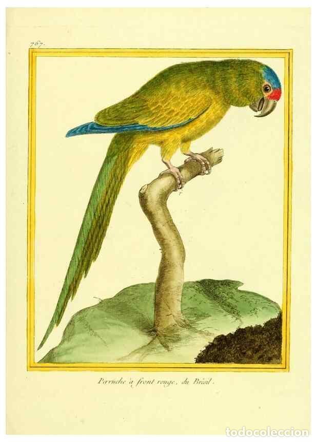 Collectionnisme de Revues et Journaux: Reproducci&oacute;n/Reproduction 49640144326: Planches enlumin&eacute;es d'histoire naturelle. Paris? :s.n.,1765-1