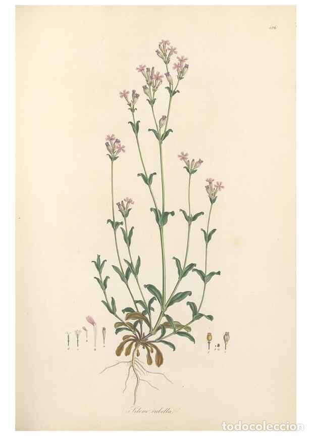 Coleccionismo de Revistas y Peri&oacute;dicos: Reproducci&oacute;n/Reproduction 49557795732: Flora Graeca, sive, Plantarum rariorum historia, quas in prov