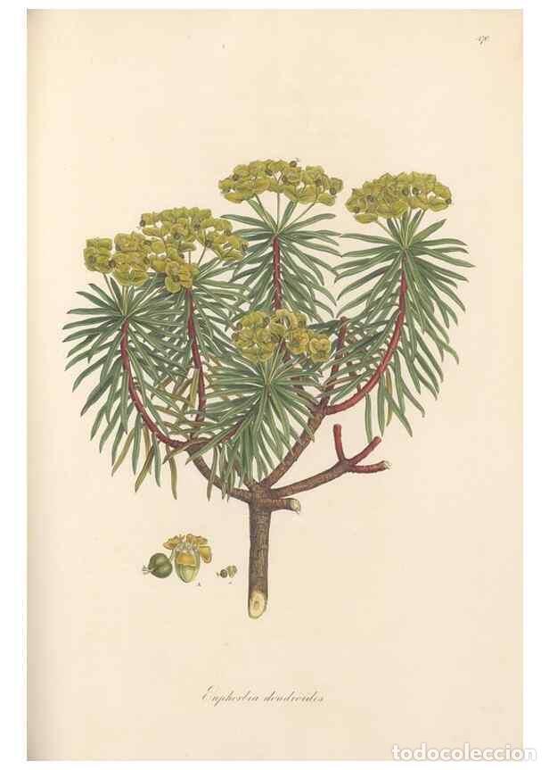 Coleccionismo de Revistas y Peri&oacute;dicos: Reproducci&oacute;n/Reproduction 49557810242: Flora Graeca, sive, Plantarum rariorum historia, quas in prov