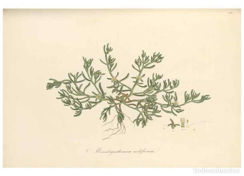 Coleccionismo de Revistas y Peri&oacute;dicos: Reproducci&oacute;n/Reproduction 49557579516: Flora Graeca, sive, Plantarum rariorum historia, quas in prov