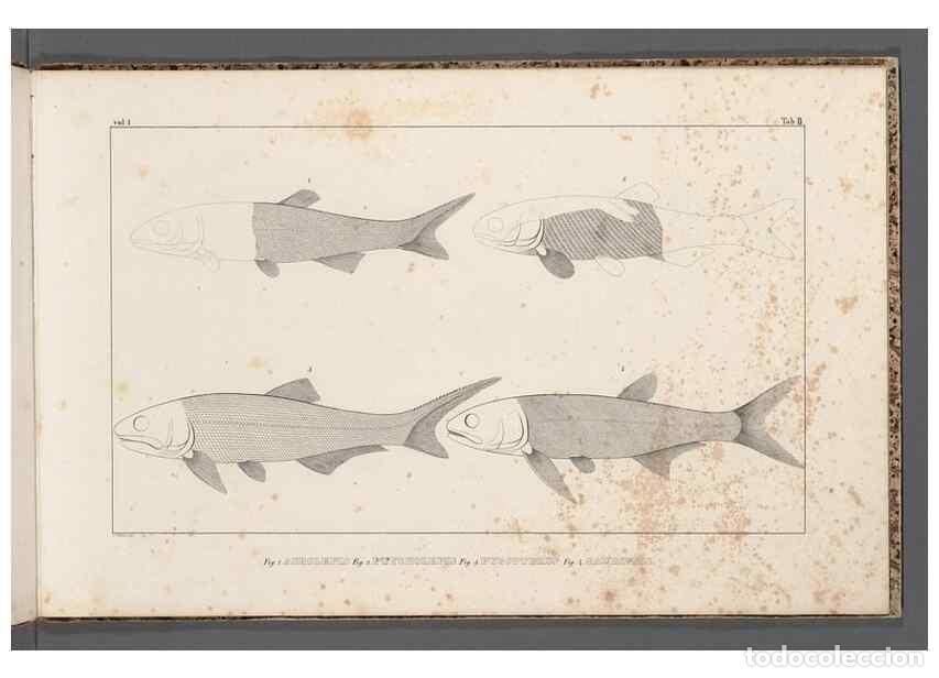 Coleccionismo de Revistas y Peri&oacute;dicos: Reproducci&oacute;n/Reproduction 49639705958: Recherches sur les poissons fossiles ... /. Neuchatel :Petitp