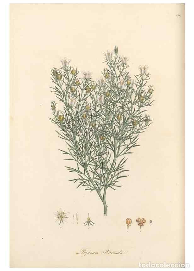 Coleccionismo de Revistas y Peri&oacute;dicos: Reproducci&oacute;n/Reproduction 49557804912: Flora Graeca, sive, Plantarum rariorum historia, quas in prov