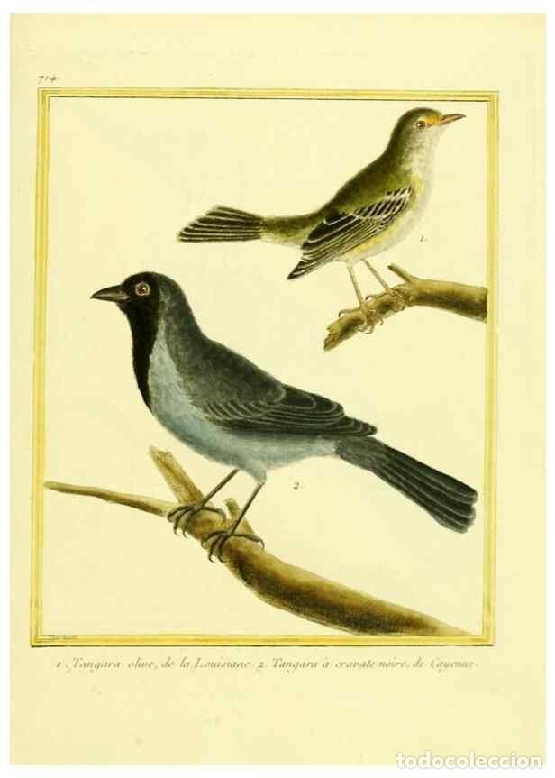 Coleccionismo de Revistas y Peri&oacute;dicos: Reproducci&oacute;n/Reproduction 49639607413: Planches enlumin&eacute;es d'histoire naturelle. Paris? :s.n.,1765-1