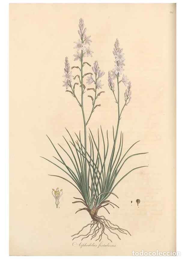 Coleccionismo de Revistas y Peri&oacute;dicos: Reproducci&oacute;n/Reproduction 49556874878: Flora Graeca, sive, Plantarum rariorum historia, quas in prov