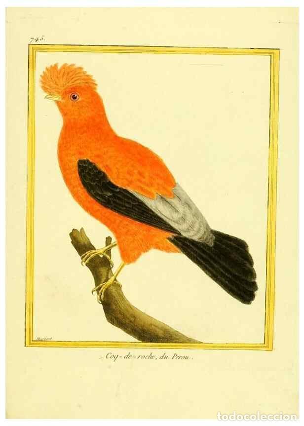 Coleccionismo de Revistas y Peri&oacute;dicos: Reproducci&oacute;n/Reproduction 49640139506: Planches enlumin&eacute;es d'histoire naturelle. Paris? :s.n.,1765-1