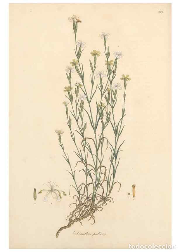 Coleccionismo de Revistas y Peri&oacute;dicos: Reproducci&oacute;n/Reproduction 49557396191: Flora Graeca, sive, Plantarum rariorum historia, quas in prov