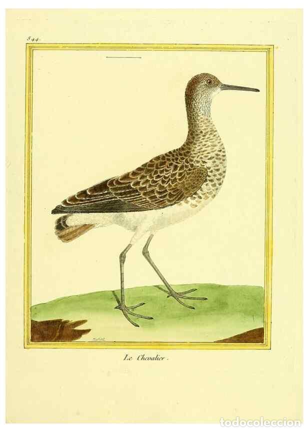 Coleccionismo de Revistas y Peri&oacute;dicos: Reproducci&oacute;n/Reproduction 49639938983: Planches enlumin&eacute;es d'histoire naturelle. Paris? :s.n.,1765-1