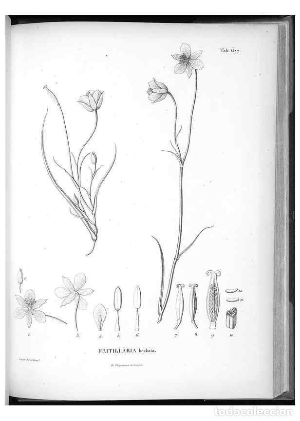 Coleccionismo de Revistas y Peri&oacute;dicos: Reproducci&oacute;n/Reproduction 49556192653: Nova genera et species plantarum :. Antverpiae :Ex officina C