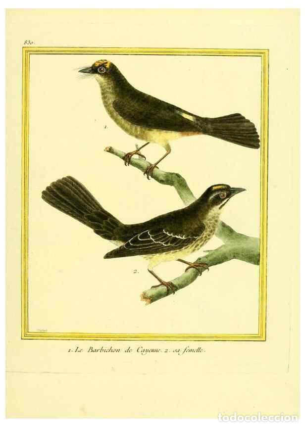 Coleccionismo de Revistas y Peri&oacute;dicos: Reproducci&oacute;n/Reproduction 49640728902: Planches enlumin&eacute;es d'histoire naturelle. Paris? :s.n.,1765-1