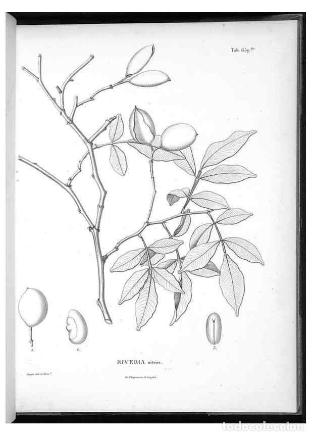 Coleccionismo de Revistas y Peri&oacute;dicos: Reproducci&oacute;n/Reproduction 49556683701: Nova genera et species plantarum :. Antverpiae :Ex officina C