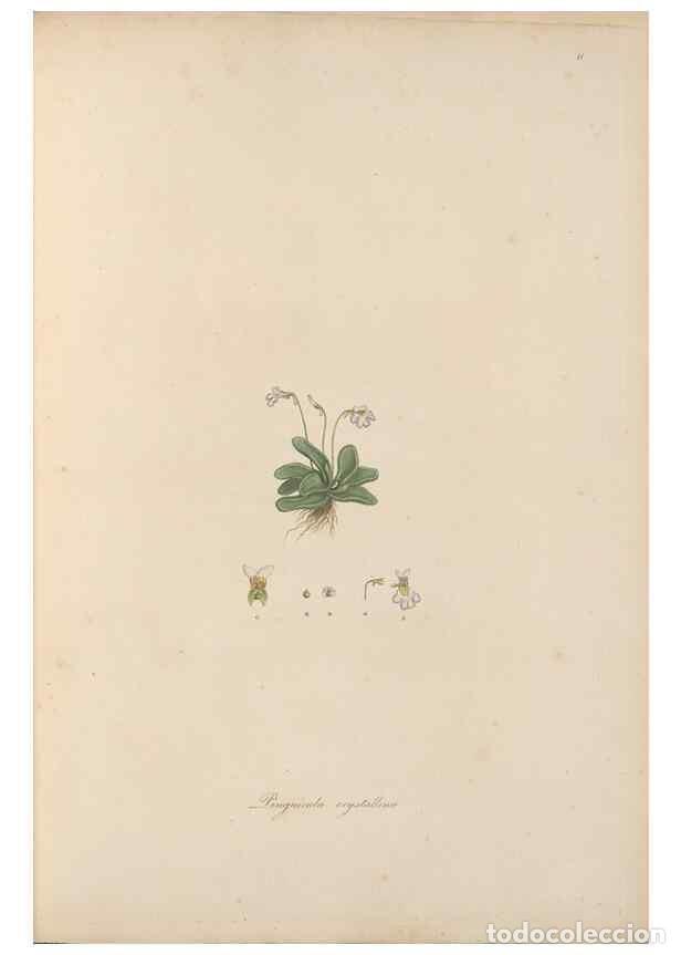 Coleccionismo de Revistas y Peri&oacute;dicos: Reproducci&oacute;n/Reproduction 49556268878: Flora Graeca, sive, Plantarum rariorum historia, quas in prov