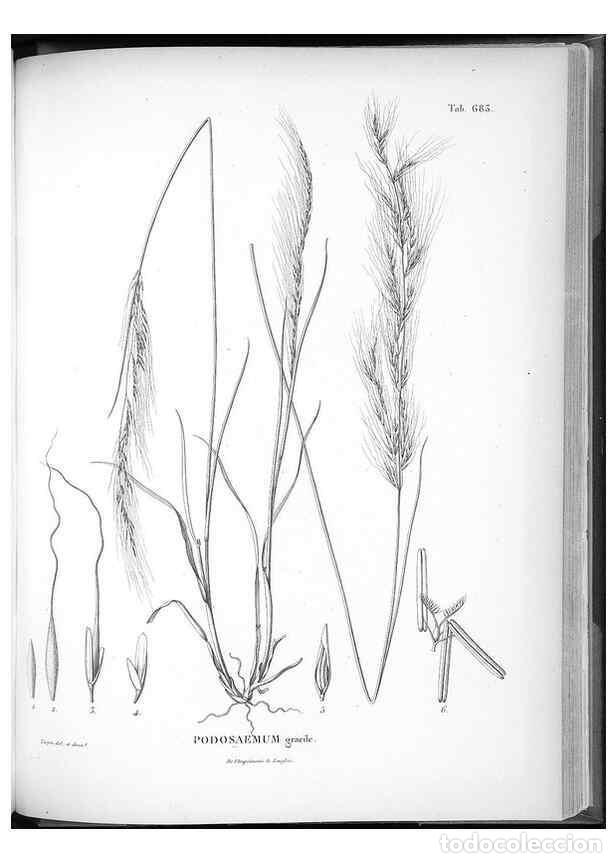 Coleccionismo de Revistas y Peri&oacute;dicos: Reproducci&oacute;n/Reproduction 49556928627: Nova genera et species plantarum :. Antverpiae :Ex officina C