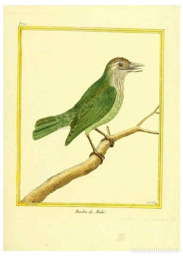 Coleccionismo de Revistas y Peri&oacute;dicos: Reproducci&oacute;n/Reproduction 49640470376: Planches enlumin&eacute;es d'histoire naturelle. Paris? :s.n.,1765-1