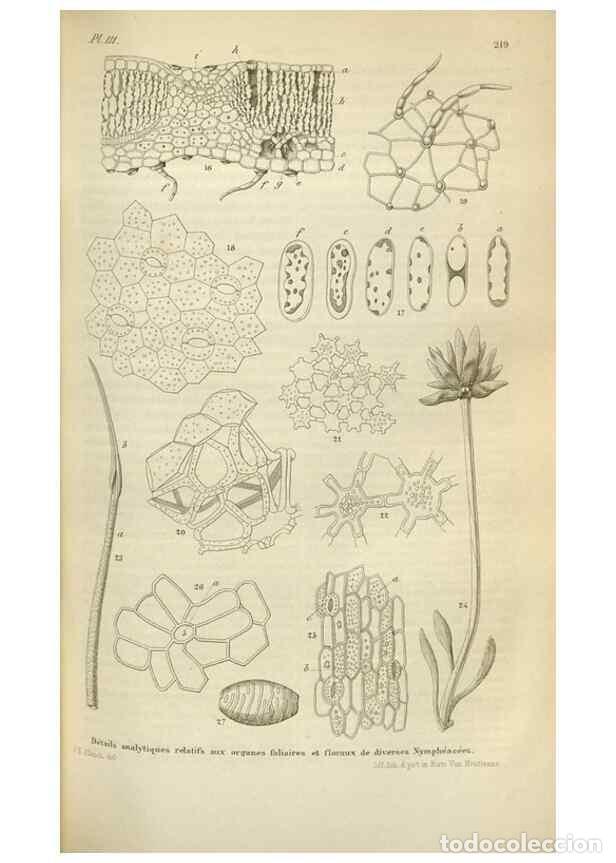 Collection Magazines and Newspapers: Reproducci&oacute;n/Reproduction 49643753032: Flore des serres et des jardins de l'Europe. A Gand :chez Lou