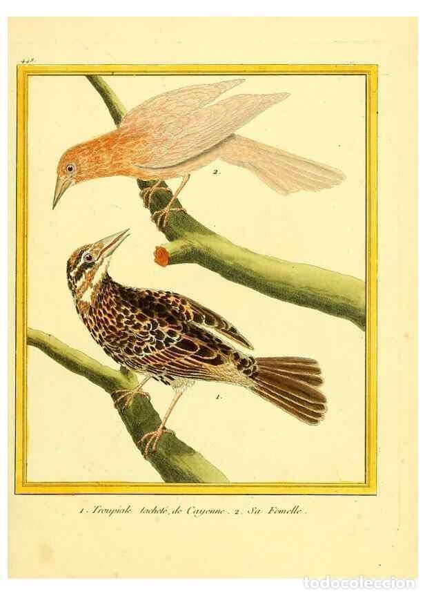 Collection Magazines and Newspapers: Reproducci&oacute;n/Reproduction 49640107202: Planches enlumin&eacute;es d'histoire naturelle. Paris? :s.n.,1765-1