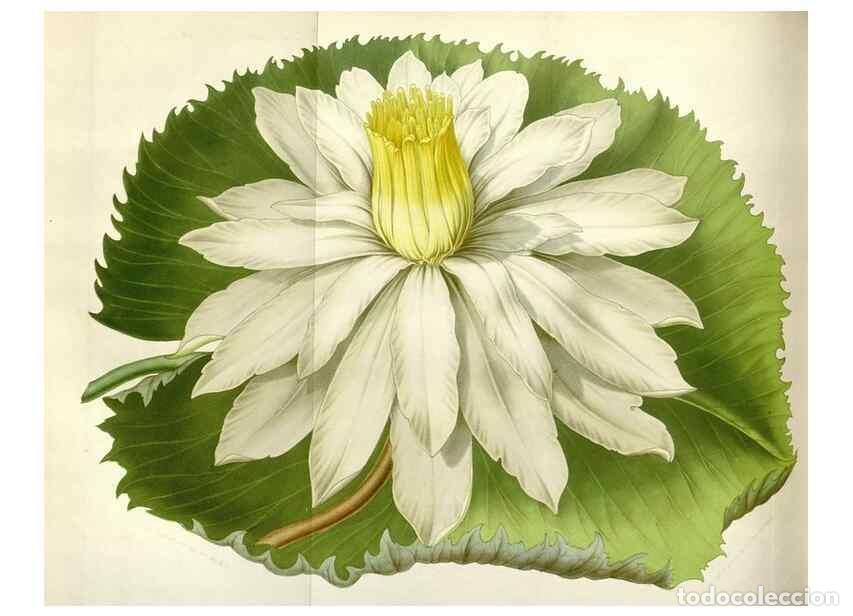 Collection Magazines and Newspapers: Reproducci&oacute;n/Reproduction 49643483206: Flore des serres et des jardins de l'Europe. A Gand :chez Lou