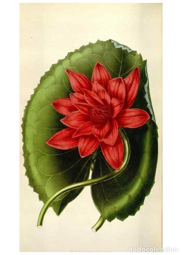 Collection Magazines and Newspapers: Reproducci&oacute;n/Reproduction 49643759732: Flore des serres et des jardins de l'Europe. A Gand :chez Lou