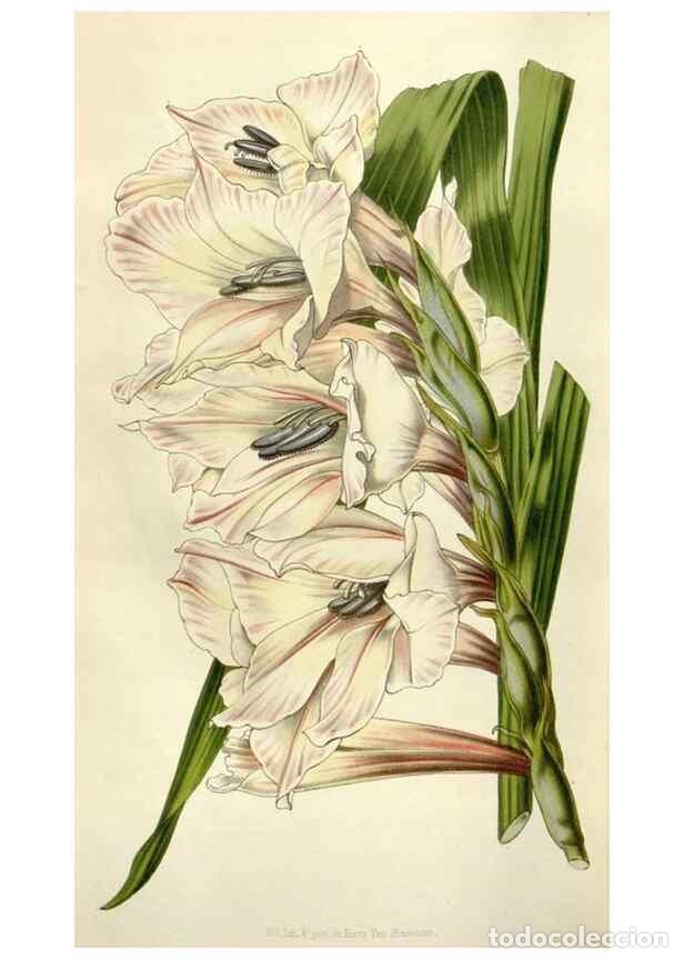 Collection Magazines and Newspapers: Reproducci&oacute;n/Reproduction 49643485956: Flore des serres et des jardins de l'Europe. A Gand :chez Lou