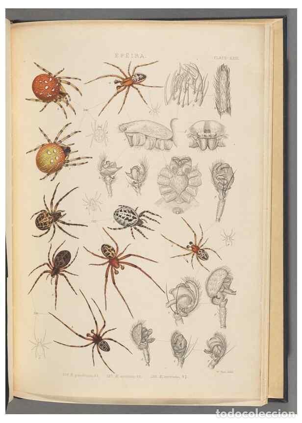 Collection Magazines and Newspapers: Reproducci&oacute;n/Reproduction 49643415956: A history of the spiders of Great Britain and Ireland /. Lond