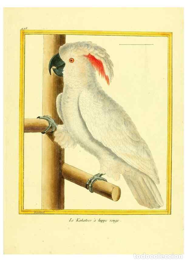 Collection Magazines and Newspapers: Reproducci&oacute;n/Reproduction 49640123207: Planches enlumin&eacute;es d'histoire naturelle. Paris? :s.n.,1765-1