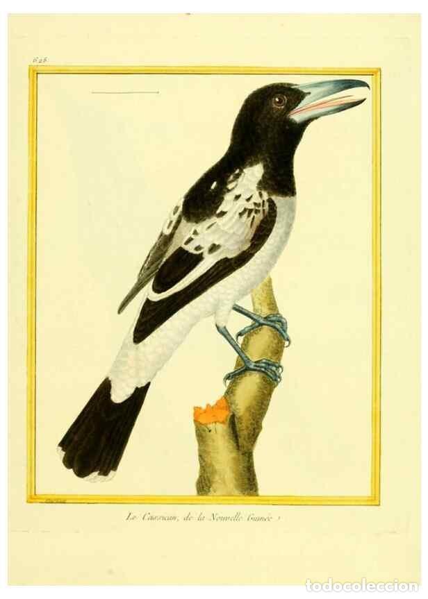 Collection Magazines and Newspapers: Reproducci&oacute;n/Reproduction 49639568953: Planches enlumin&eacute;es d'histoire naturelle. Paris? :s.n.,1765-1