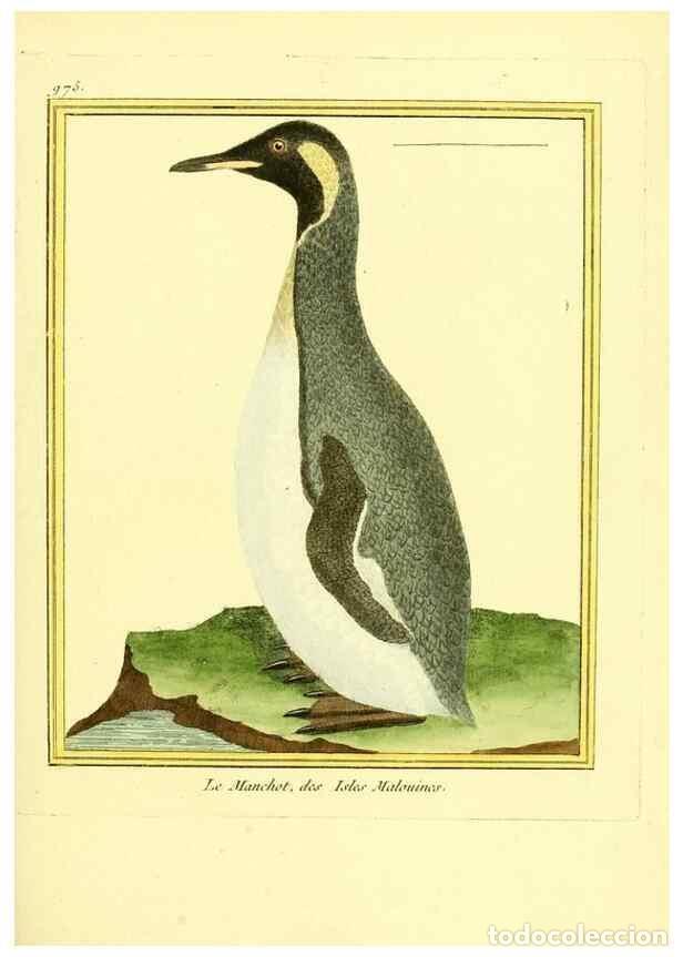 Collection Magazines and Newspapers: Reproducci&oacute;n/Reproduction 49640002073: Planches enlumin&eacute;es d'histoire naturelle. Paris? :s.n.,1765-1