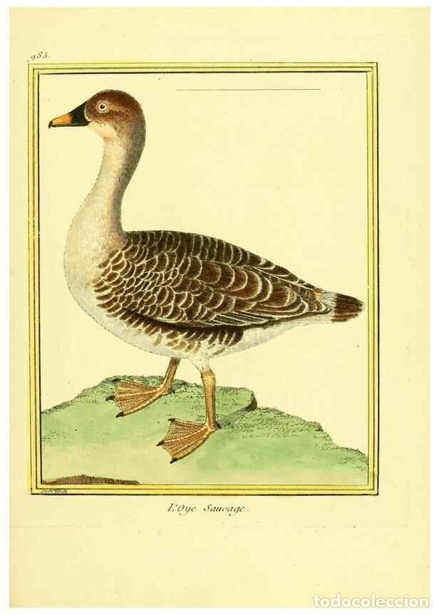 Collection Magazines and Newspapers: Reproducci&oacute;n/Reproduction 49640528251: Planches enlumin&eacute;es d'histoire naturelle. Paris? :s.n.,1765-1