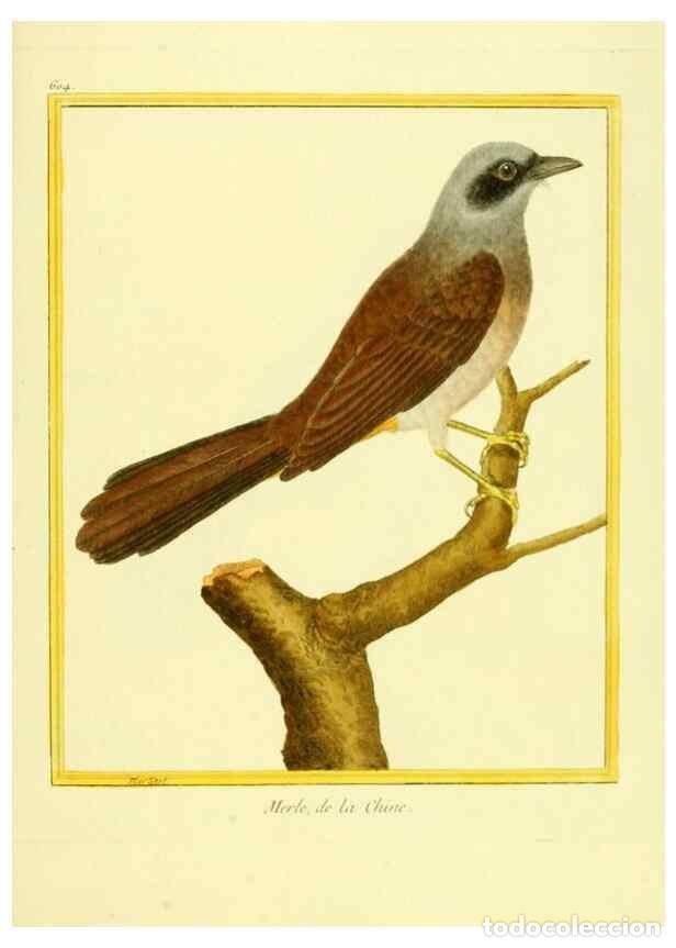 Collection Magazines and Newspapers: Reproducci&oacute;n/Reproduction 49639562558: Planches enlumin&eacute;es d'histoire naturelle. Paris? :s.n.,1765-1