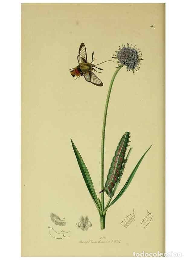 Collection Magazines and Newspapers: Reproducci&oacute;n/Reproduction 49640969297: British entomology :. London,Printed for the author,1823-1840