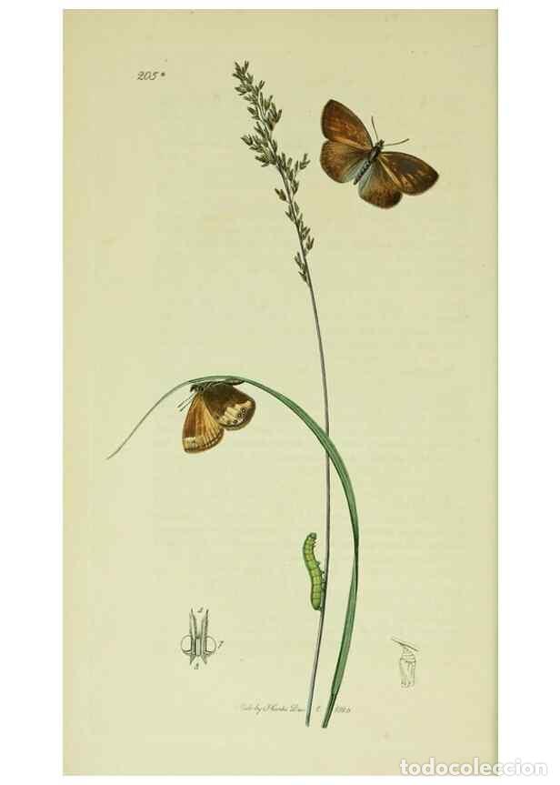 Collection Magazines and Newspapers: Reproducci&oacute;n/Reproduction 49640169203: British entomology :. London,Printed for the author,1823-1840