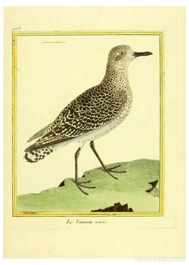 Collectionnisme de Revues et Journaux: Reproducci&oacute;n/Reproduction 49639987358: Planches enlumin&eacute;es d'histoire naturelle. Paris? :s.n.,1765-1