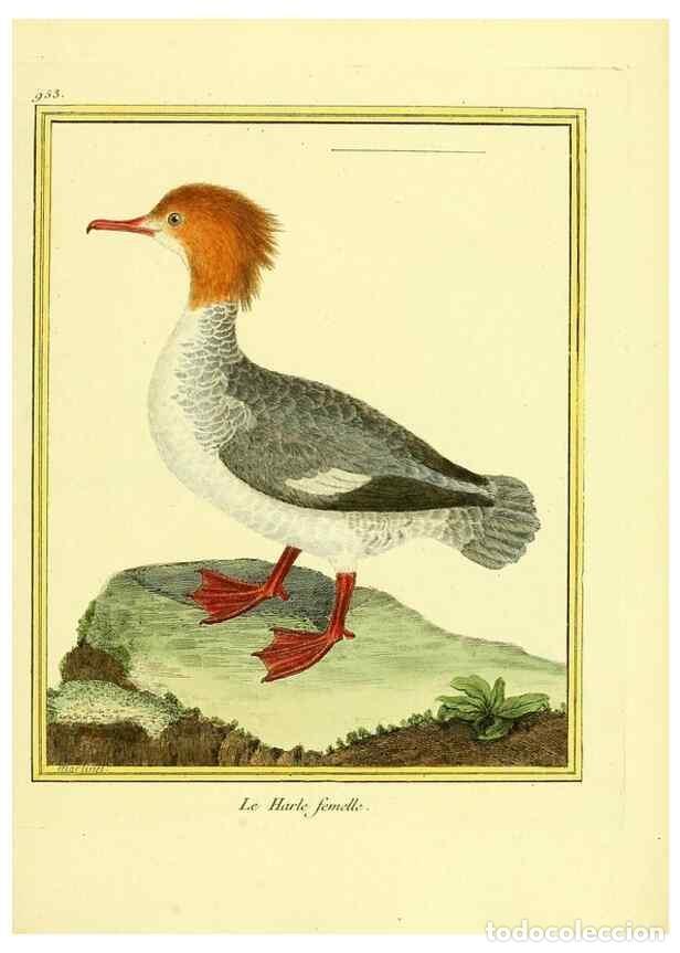 Sammeln von Zeitschriften und Zeitungen: Reproducci&oacute;n/Reproduction 49640791822: Planches enlumin&eacute;es d'histoire naturelle. Paris? :s.n.,1765-1