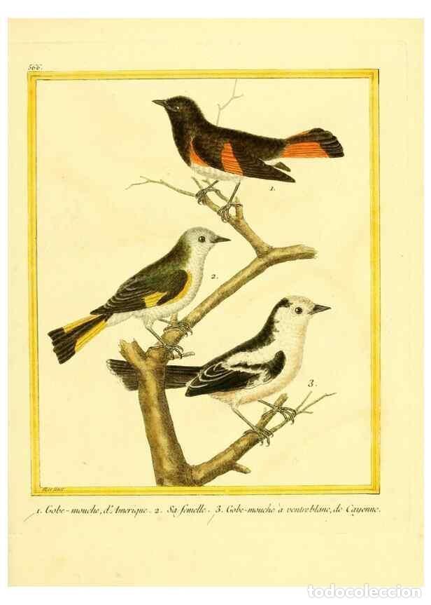 Collection Magazines and Newspapers: Reproducci&oacute;n/Reproduction 49640296542: Planches enlumin&eacute;es d'histoire naturelle. Paris? :s.n.,1765-1