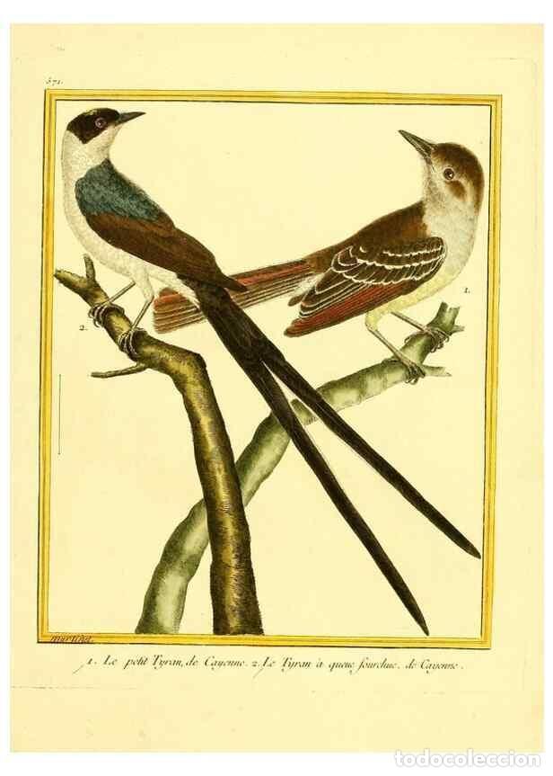 Collection Magazines and Newspapers: Reproducci&oacute;n/Reproduction 49639499898: Planches enlumin&eacute;es d'histoire naturelle. Paris? :s.n.,1765-1