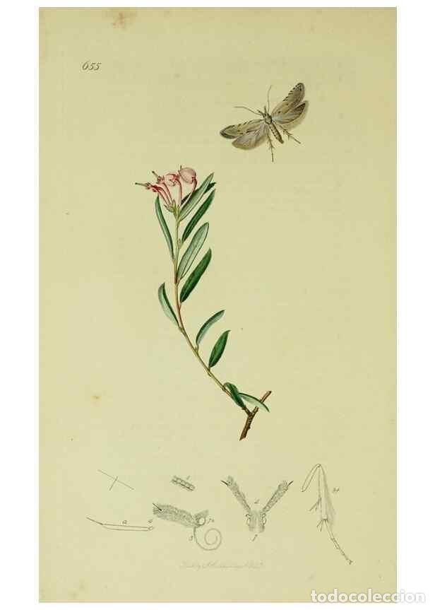 Colecionismo de Revistas e Jornais: Reproducci&oacute;n/Reproduction 49640803721: British entomology :. London,Printed for the author,1823-1840