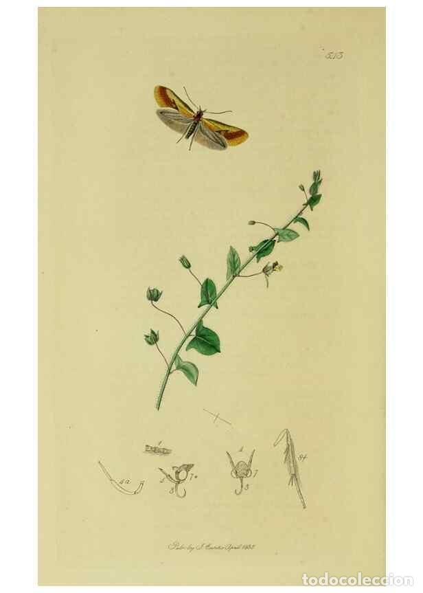 Colecionismo de Revistas e Jornais: Reproducci&oacute;n/Reproduction 49640283103: British entomology :. London,Printed for the author,1823-1840