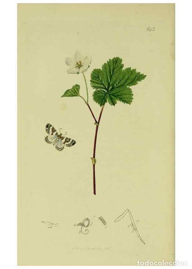 Colecionismo de Revistas e Jornais: Reproducci&oacute;n/Reproduction 49640263943: British entomology :. London,Printed for the author,1823-1840